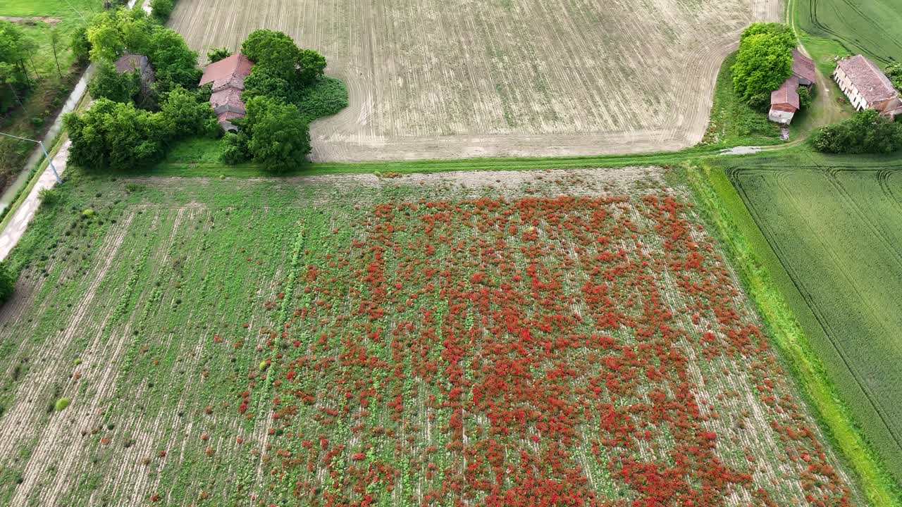 Top-down and camera tilting up drone shot showing bright red poppies (Papaver rhoeas) dispersed across a green agricultural field, creating natural contrast of colors revealing Olza PC rural landscape