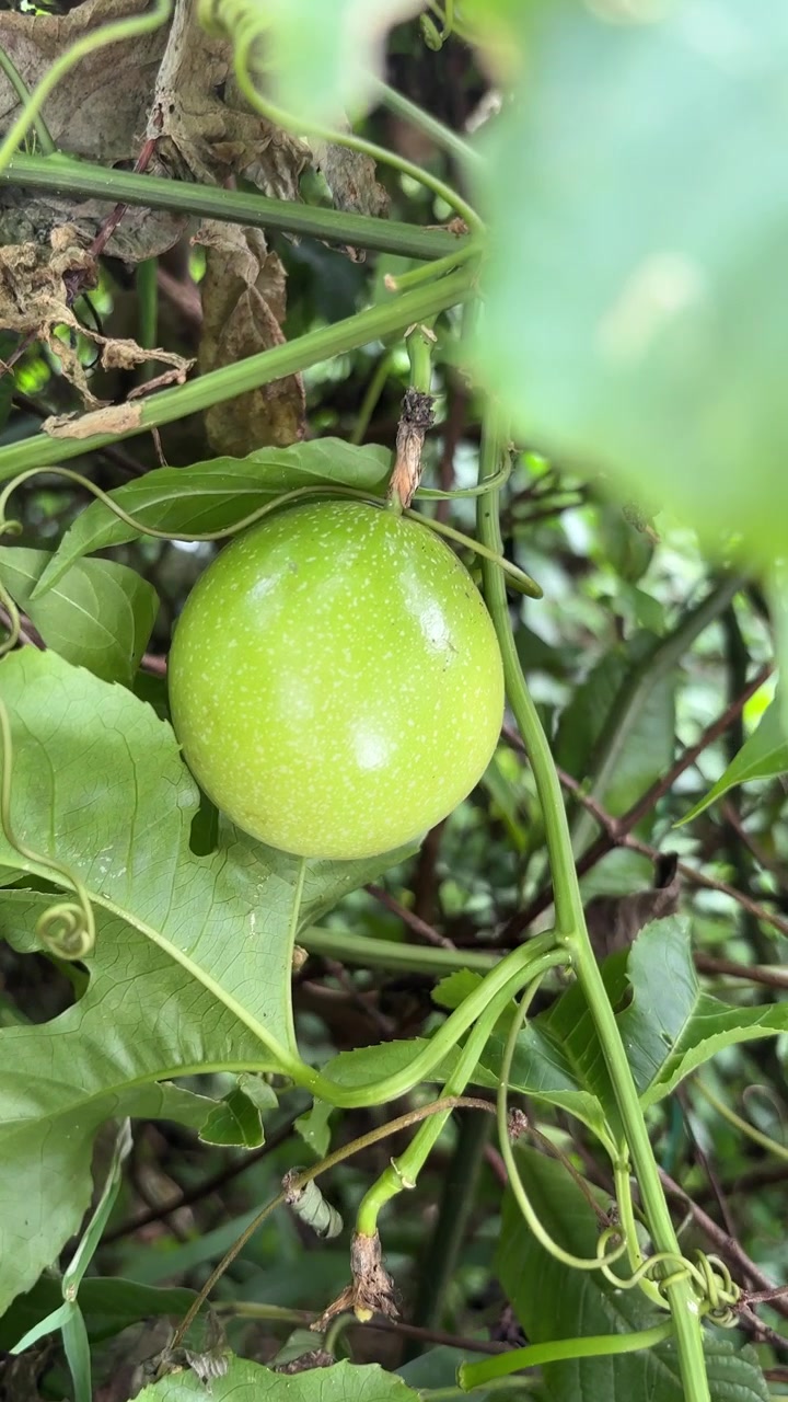 Frutto della passione verde vivace che cresce su una vite tropicale