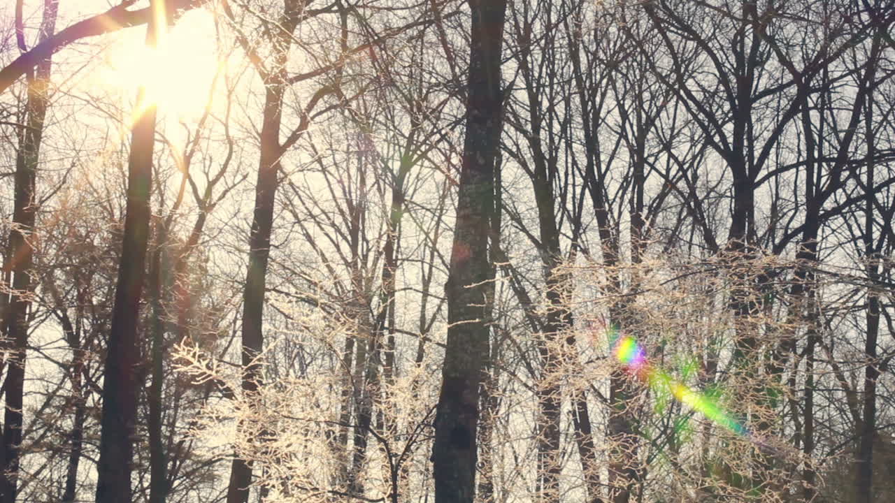 冬の森の日光。雪で覆われた木の枝から太陽の光が射す