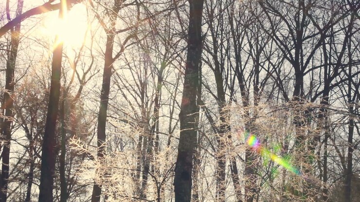 Luce solare nella foresta invernale. Il sole splende tra i rami degli alberi coperti di neve.