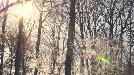luz del sol en el bosque de invierno. el sol brilla a través de las ramas de los árboles cubiertas de nieve.