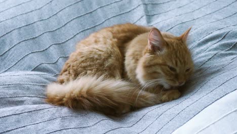 cute ginger cat lying in bed on grey blanket. fluffy pet is licking its paws and going to sleep. cozy home background