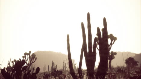 cacti landscape and silhouettes against the sunset in a desert region