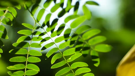 a selective focus shot of green leaves in the natural landscape