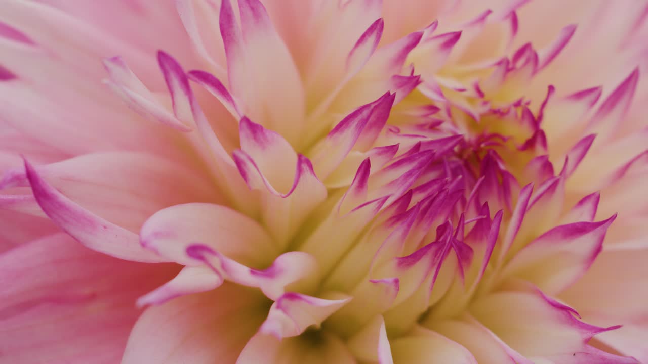 Close-up dolly movement across blooming pink dahlia flower, soft natural daylight, shallow depth