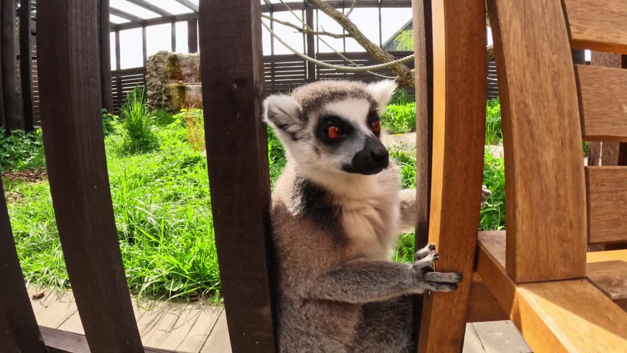 A ring-tailed lemur stands by a wooden bench inside an outdoor enclosure, gripping the railing while exploring the space in natural daylight