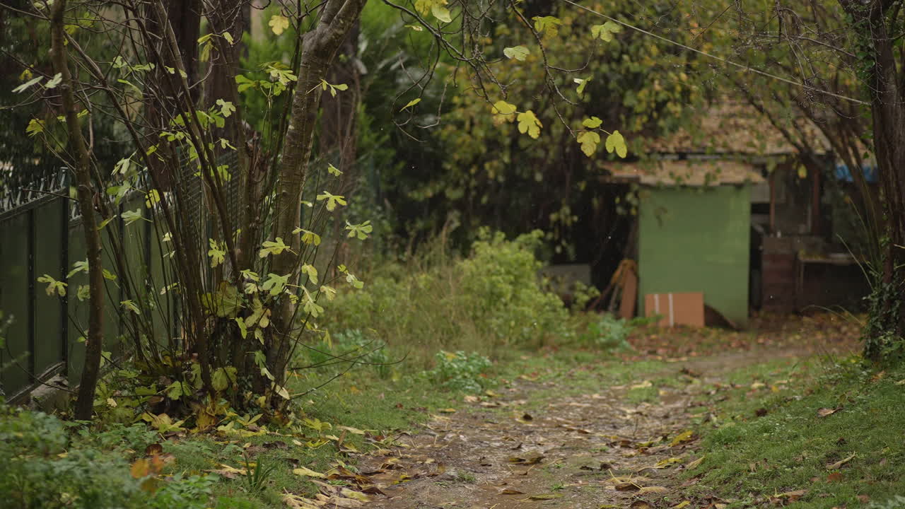 가을의 계절, 비가 오는 자연과 잎, 숲에서
