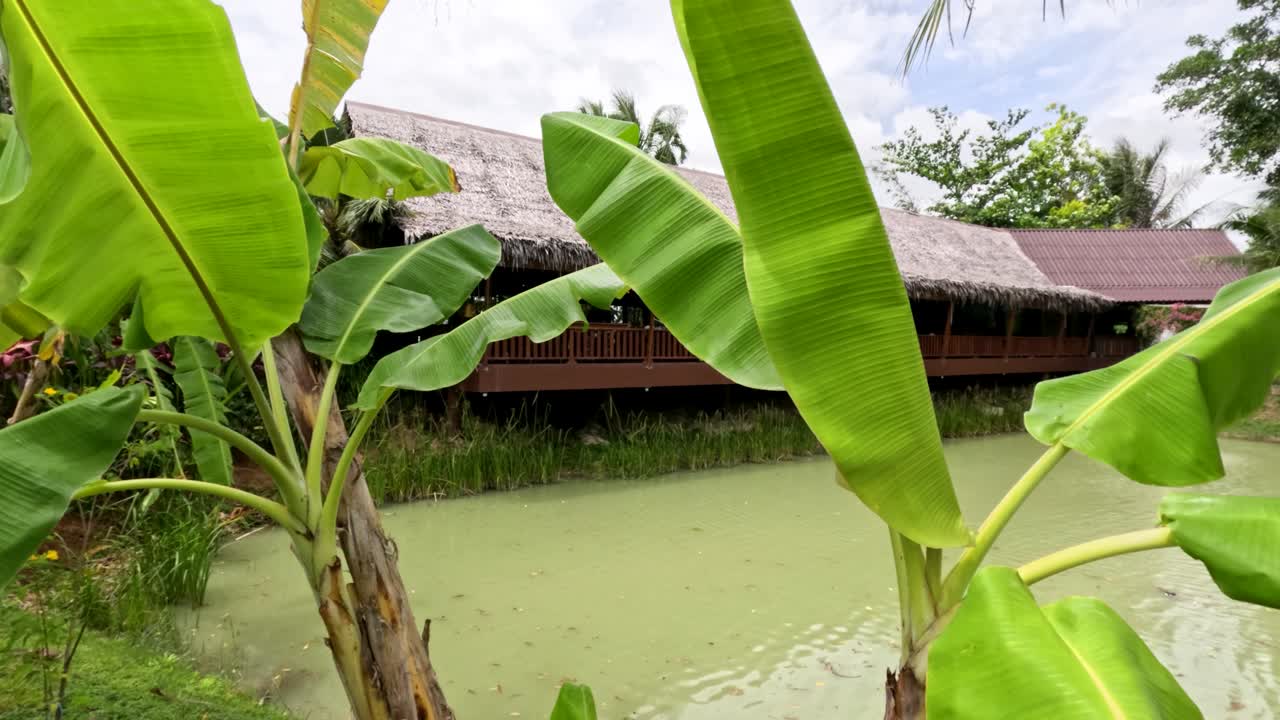 Banana leaves move gently by a green pond, traditional thatched-roof building in background, daylight