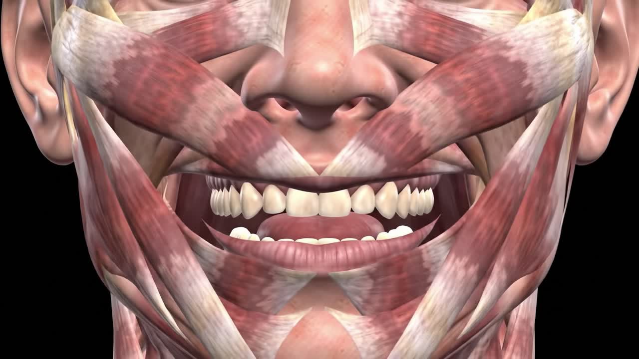 A Detailed Examination of Human Facial Musculature: From Neutral Expression to a Broad Smile, Showcasing the Complex Structures Beneath the Skin's Surface