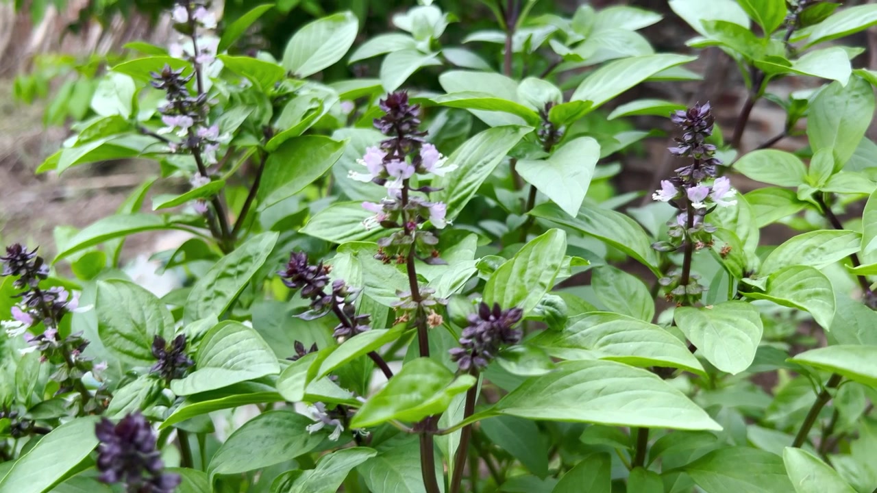 Flowering Thai Basil Plant Growing in a Garden