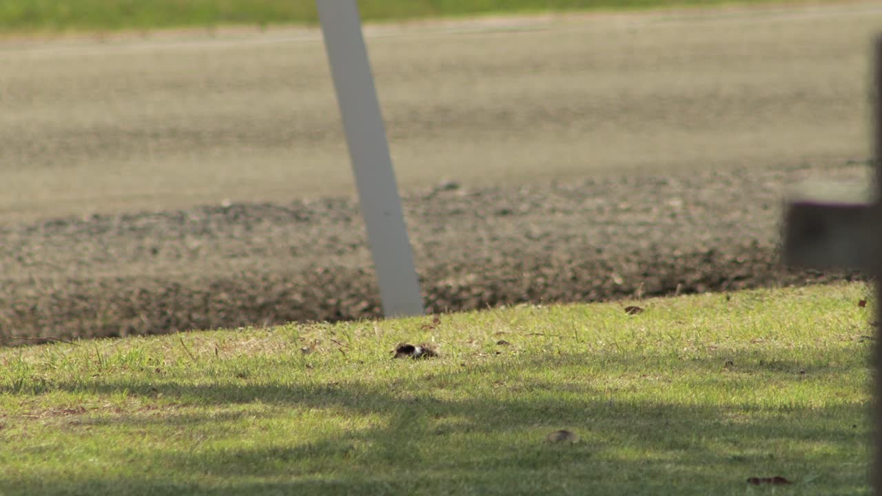 아기  ⁇  가면 lapwing plover 도로에 잔디에 앉아