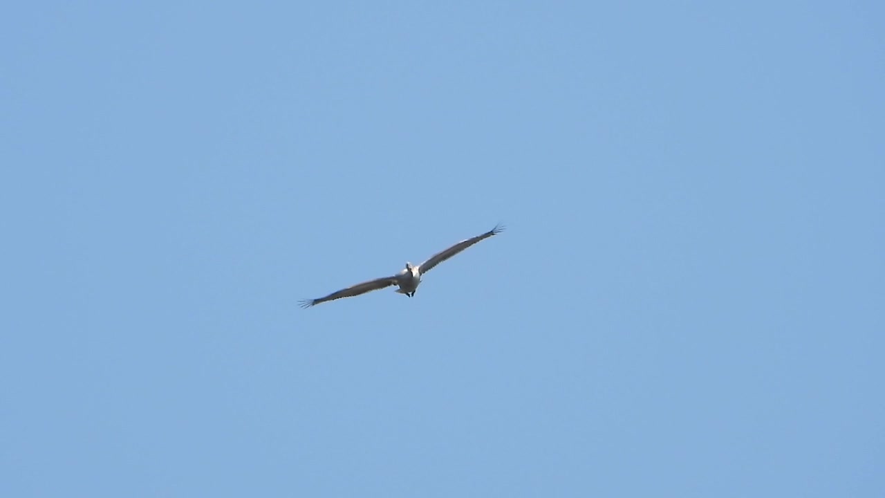 Two Pelicans Flying Against a Clear Blue Sky