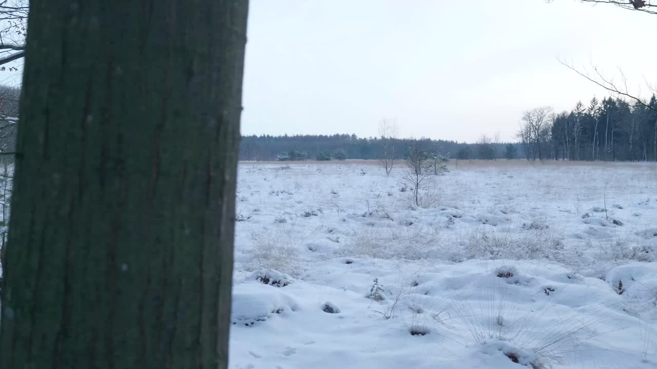 Talvimaisema lumella ja puilla