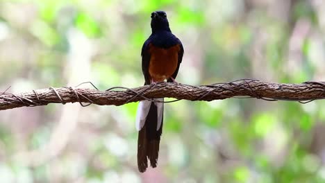 Shama-De-Rabadilla-Blanca-Encaramado-En-Una-Vid-Con-Fondo-Bokeo-Del-Bosque,-Copsychus-Malabaricus,-Velocidad-Original