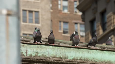 las palomas se sientan en la cornisa del techo al sol