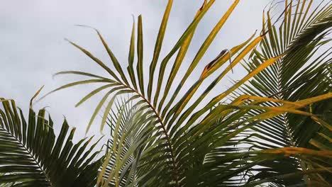 coconut palm tree (tilt up)