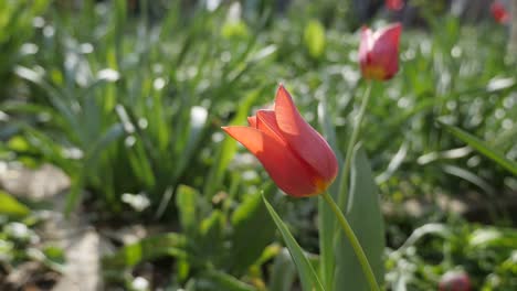 didier tulip lily plant bulbs blossom close-up 4k