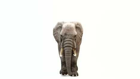 cg render de un elefante caminando. animación en bucle.