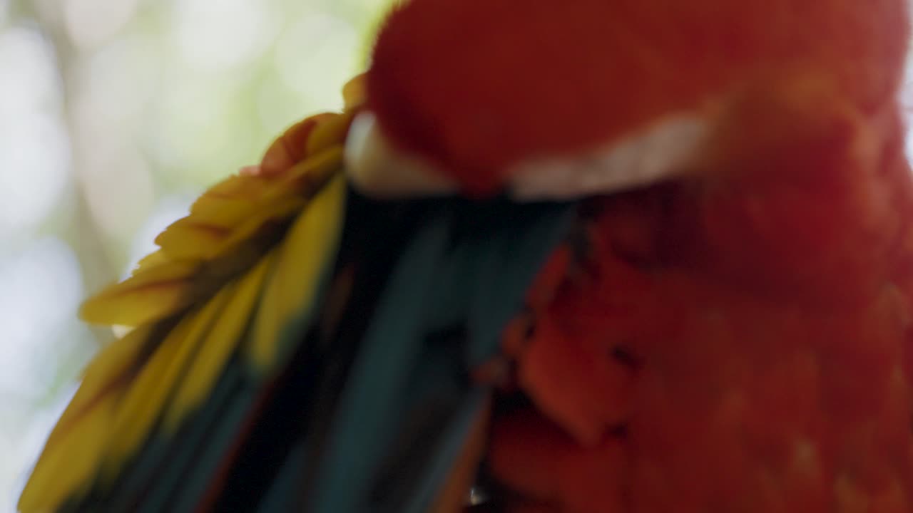 guacamaya roja acicalándose las vibrantes plumas de sus alas