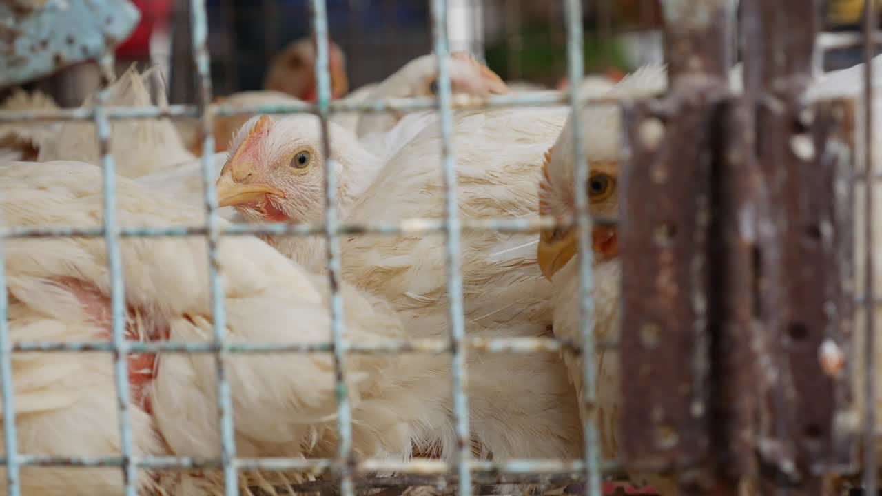 A lot of chickens in a cage wait for buyers in shop of fresh products. Chickens in the local asian market. Closeup