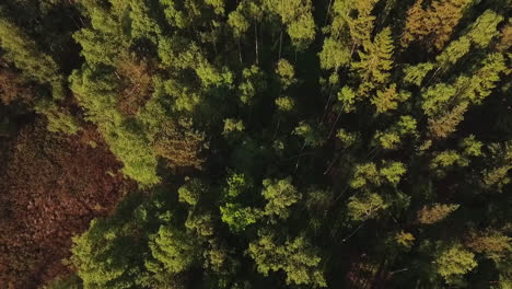 Aerial-of-a-lake-and-forest-in-Sweden