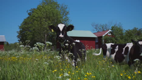 wide shot of four young baby milk cows stands on a lush flower yellow butter cup field on a summers day eating green grass