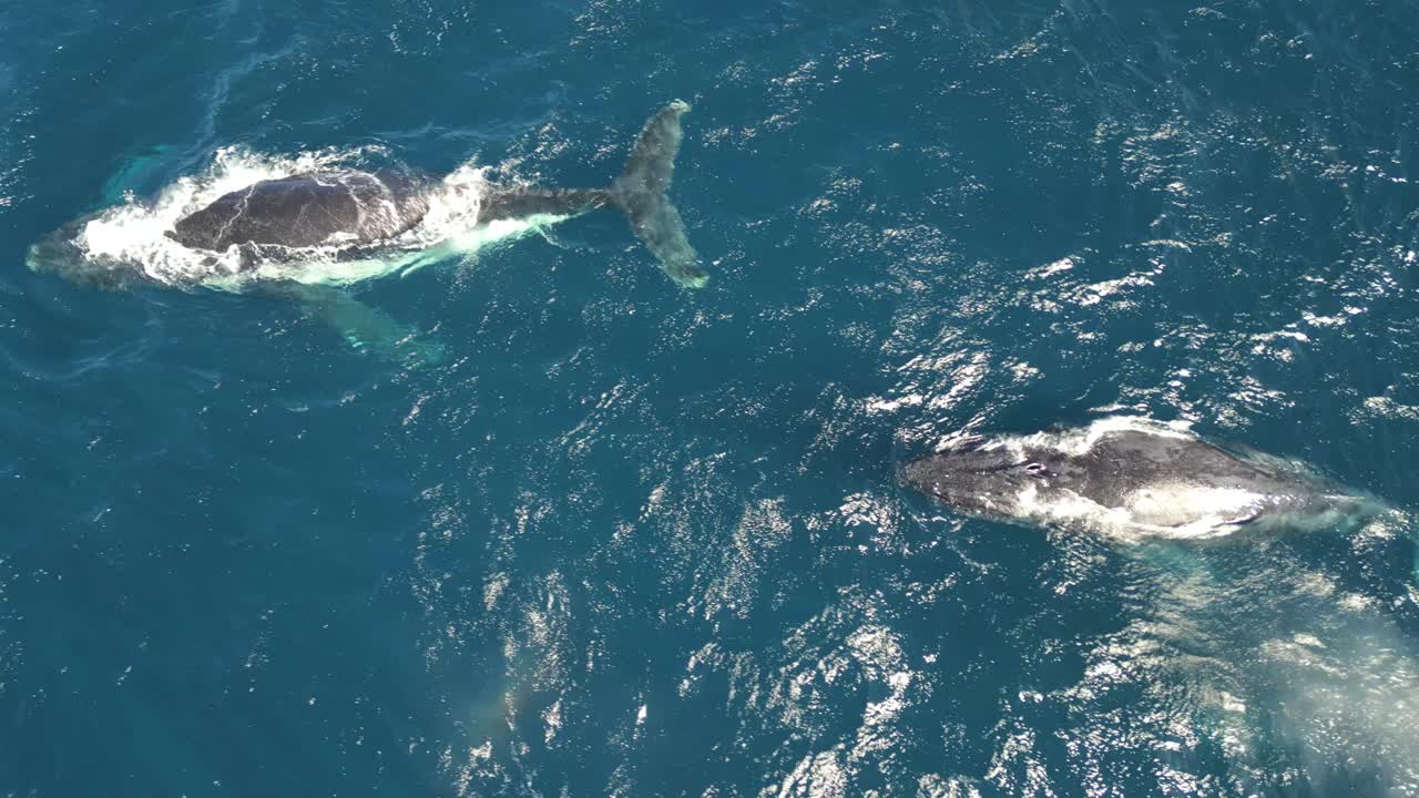 Aerial View of Humpback Whales in the Ocean