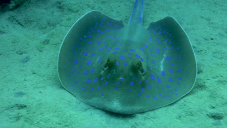 bluespotted stingray in the red sea beside the coral reef