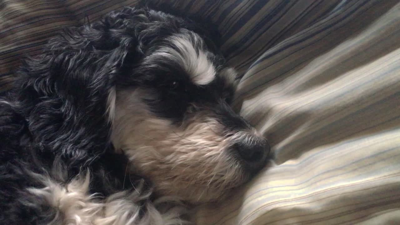 schnoodle descansando sobre una almohada