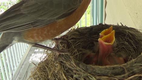 mamá petirrojo alimenta con grub y gusanos a tres lindos pajaritos en el nido