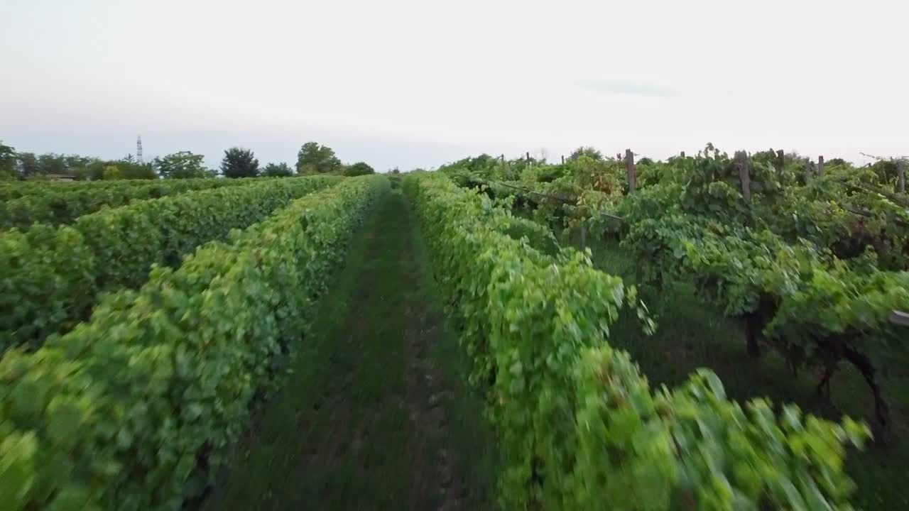 Aerial View of Italian Vineyards at Sunset