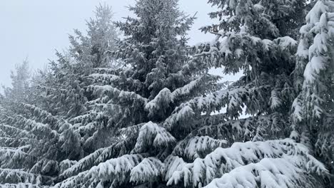 Brasov,-Romania,-offers-a-mesmerizing-winter-atmosphere-with-its-picturesque-view-of-snow-covered-fir-trees-exquisitely-ornamented