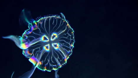 medusas brillantes en las profundidades del mar