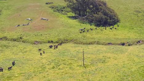 Una-Manada-De-Ganado-Doméstico-En-Un-Prado-Cubierto-De-Hierba-Cerca-De-La-Playa-De-Rca,-California---Sobrevuelo-Aéreo