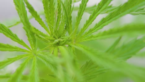 closeup of young cannabis sativa plant leaves gently waving in the wind - slow motion