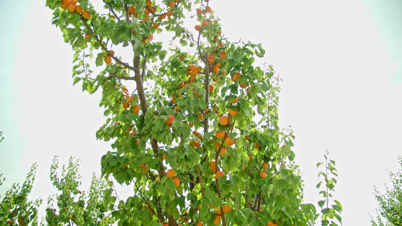 Apricot Trees With Ripe Fruits In The Orchard With Wind Turbine
