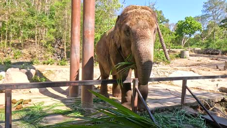 visitors feed an elephant at the zoo