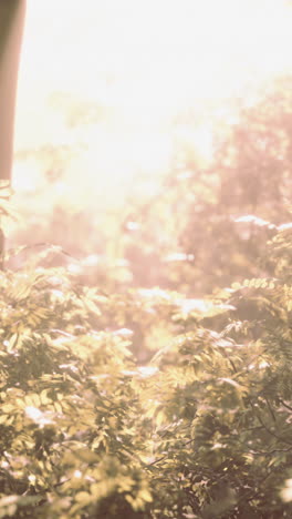 sunlight filtering through leaves in a forest