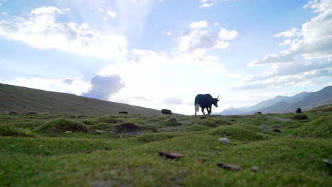 Wide-pan-right-shot-of-a-lulu-cow-on-green-plain-fields-in-a-valley-as-walking-away