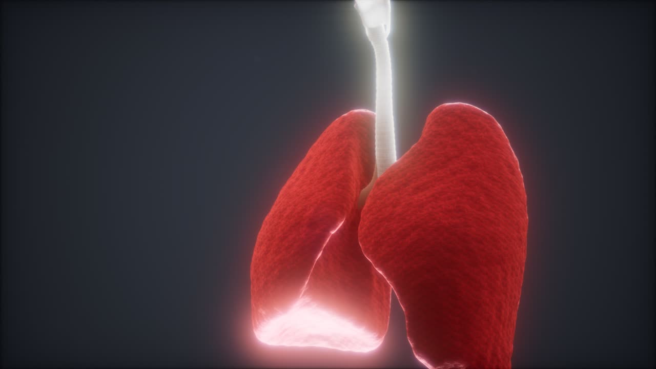 인간의 폐의 3d 애니메이션