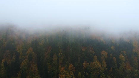 Día-Nublado-Sobre-Bosque-Místico