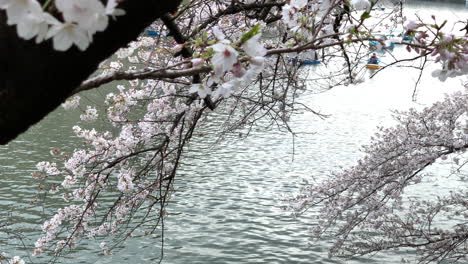 a panoramic of the chidorigafuchi park moat with cherry blossom and rowboats