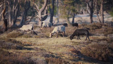 Bokeh-to-focus-nature-shot,-goat-herd-grazing-in-tranquil-meadow,-scenic-countryside,-rack-focus