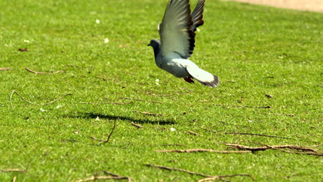 Taube,-Die-Vom-Gras-Abhebt