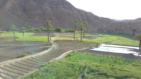 rice fields among mountains and palm trees