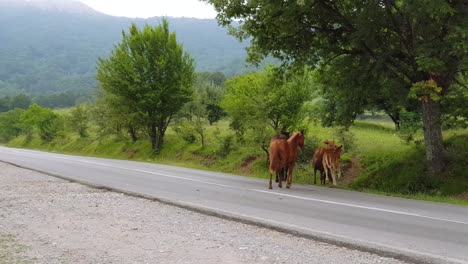 manada de caballos salvajes cruzando la carretera - tiro de seguimiento