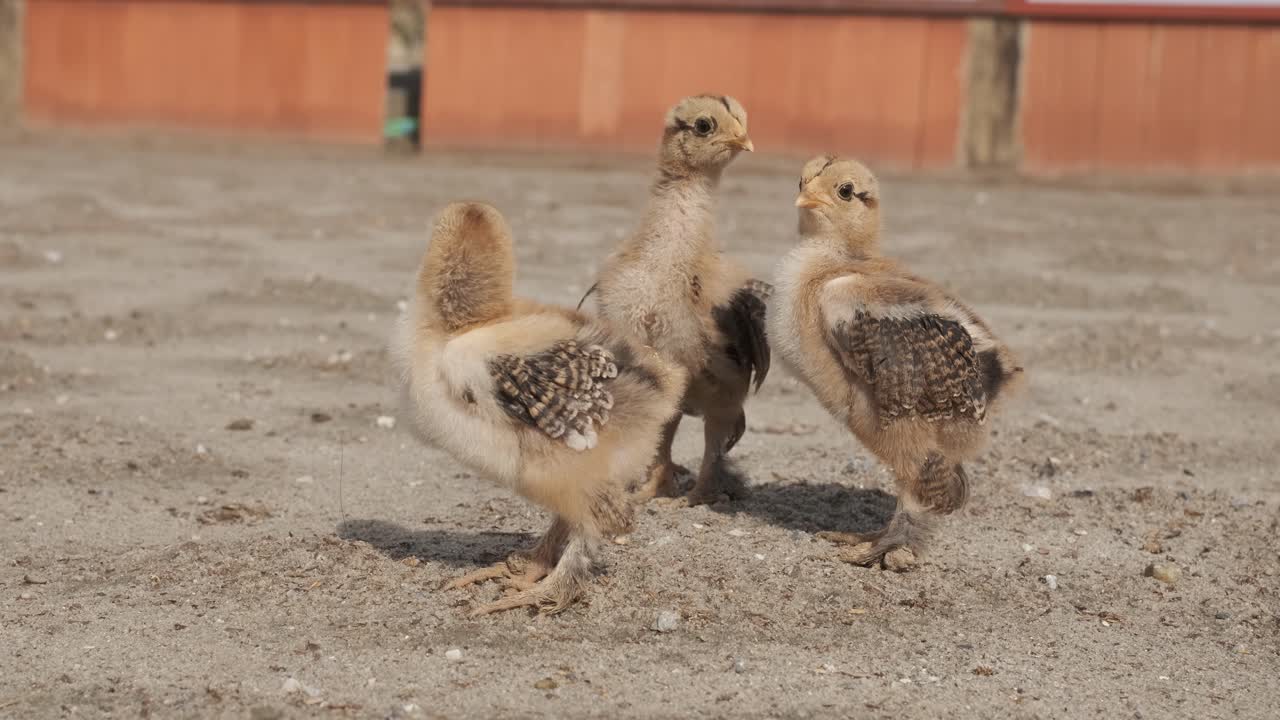Charming scene of three chicks strolling across sandy ground