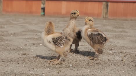 charming scene of three chicks strolling across sandy ground