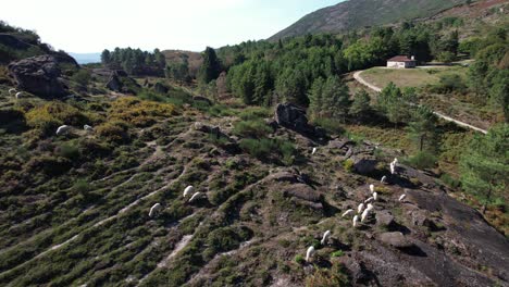 sheeps in the mountains aerial view