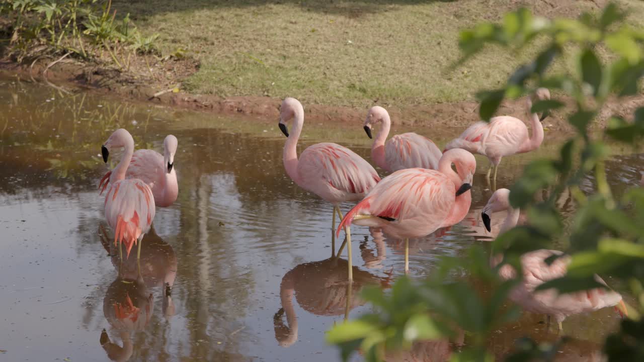 flamencos parados en un estanque en el zoológico, plantas desenfocadas en primer plano